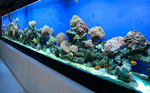 海水观赏鱼非常好看，有哪些海水鱼比较好样呢？存活时间长？