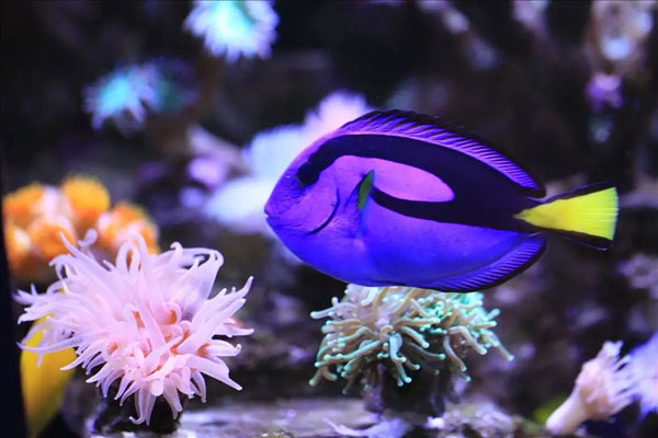 合肥海水鱼