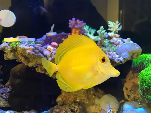 合肥海水鱼